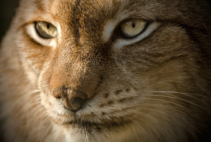 Sales-People... müssen scharfe Sinne haben... wie ein Luchs.