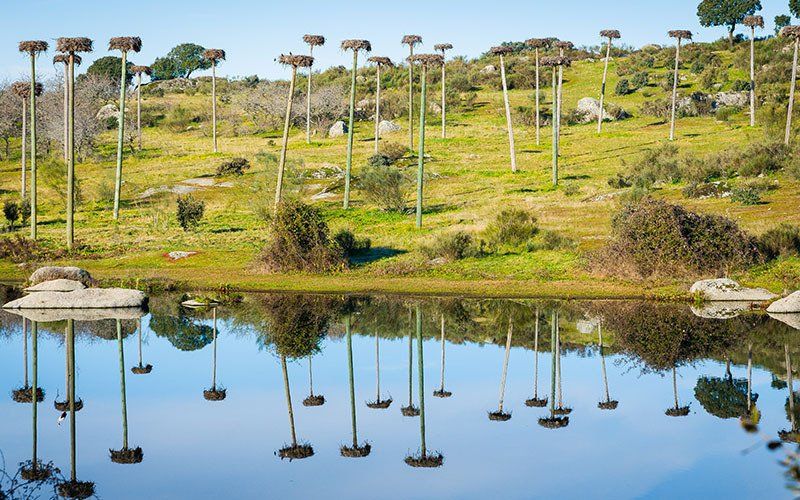 LOS BARRUECOS PARQUE NACIONAL LOS BARRUECOS PARQUE NACIONAL