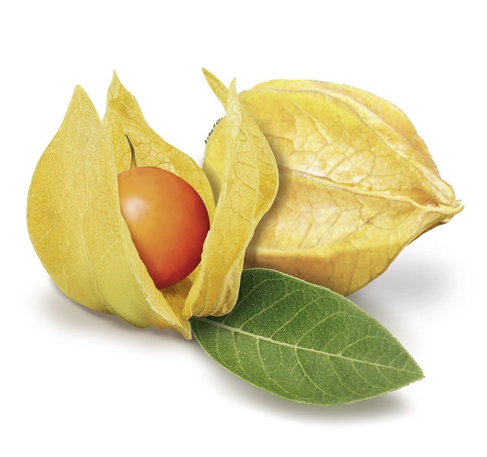 Ashwagandha Pflanze