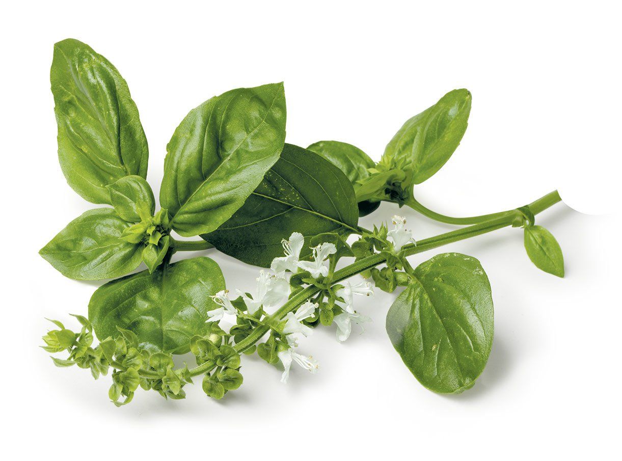 Basilikum Pflanze