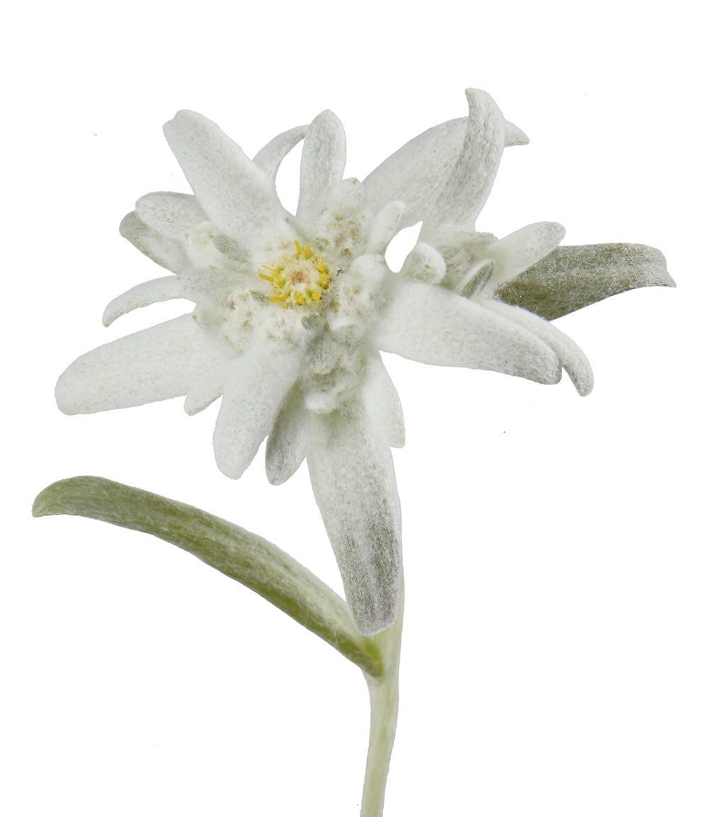 Edelweiss Blume