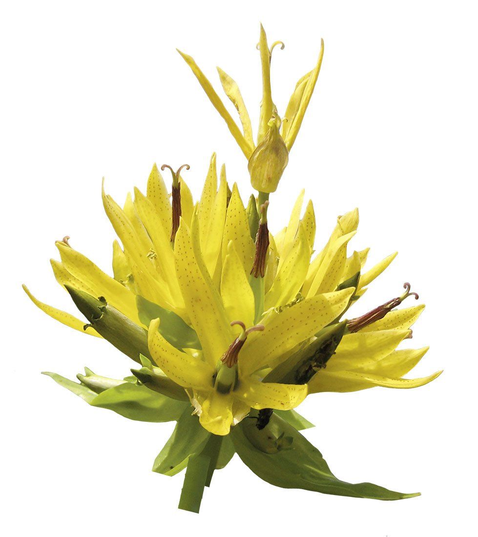 Gelber Enzian Blume