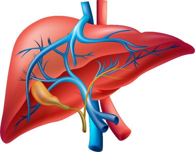 Anatomische Grafik der Leber