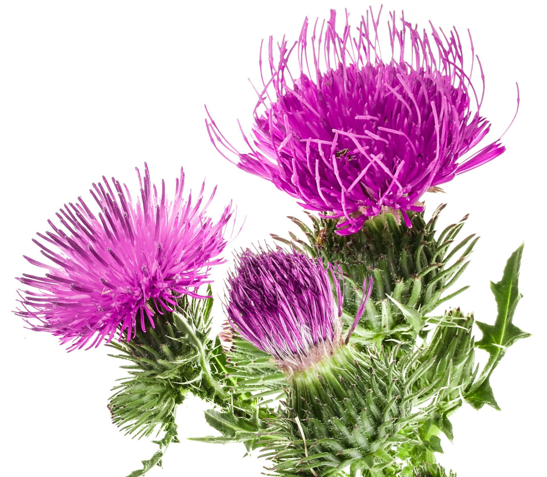Mariendistel Pflanze