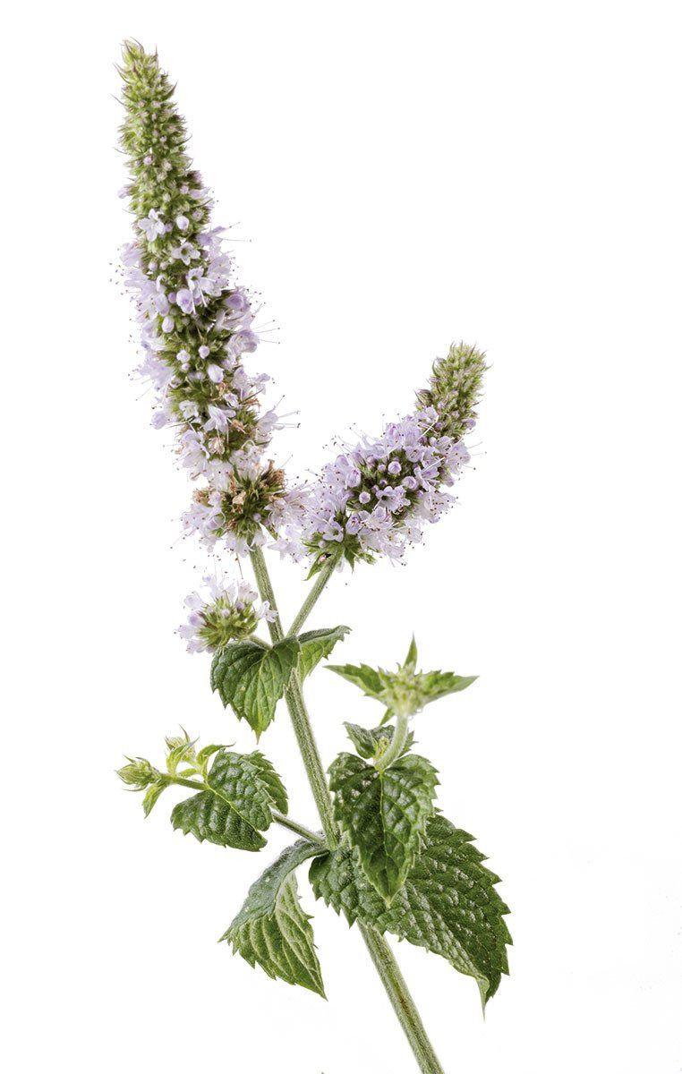 Pfefferminze Pflanze