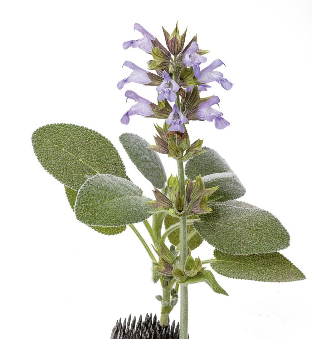 Gartensalbei, Edelsalbei