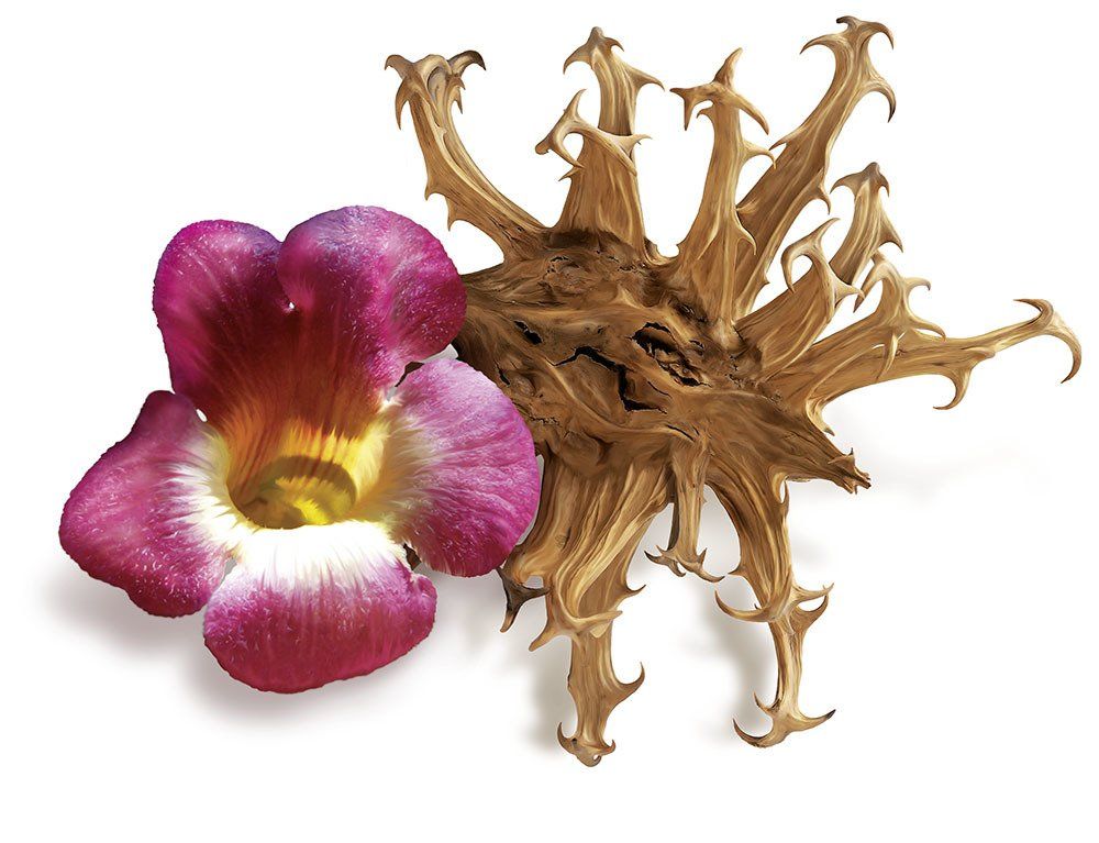 Teufelskralle Pflanze