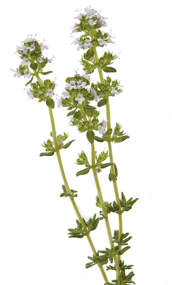Thymian Pflanze