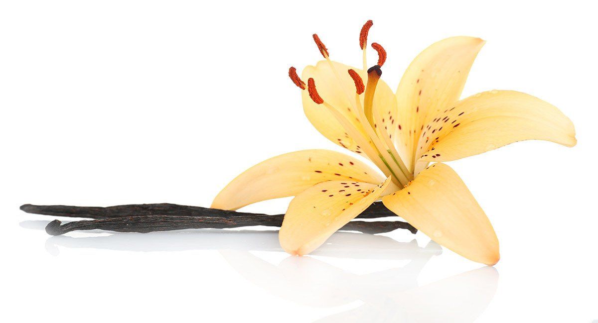 Echte Vanille Blüte und Schoten