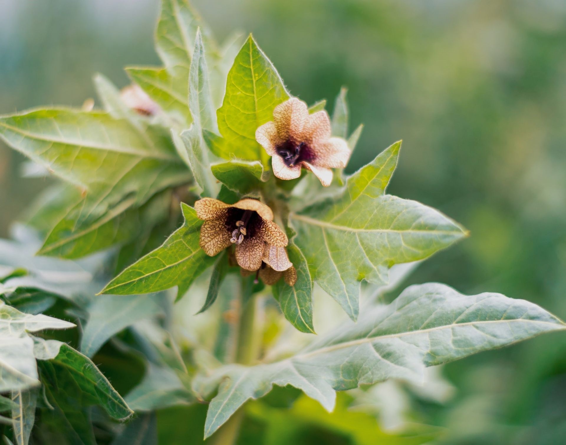 Bilsenkrautblätter für Narbenheilung