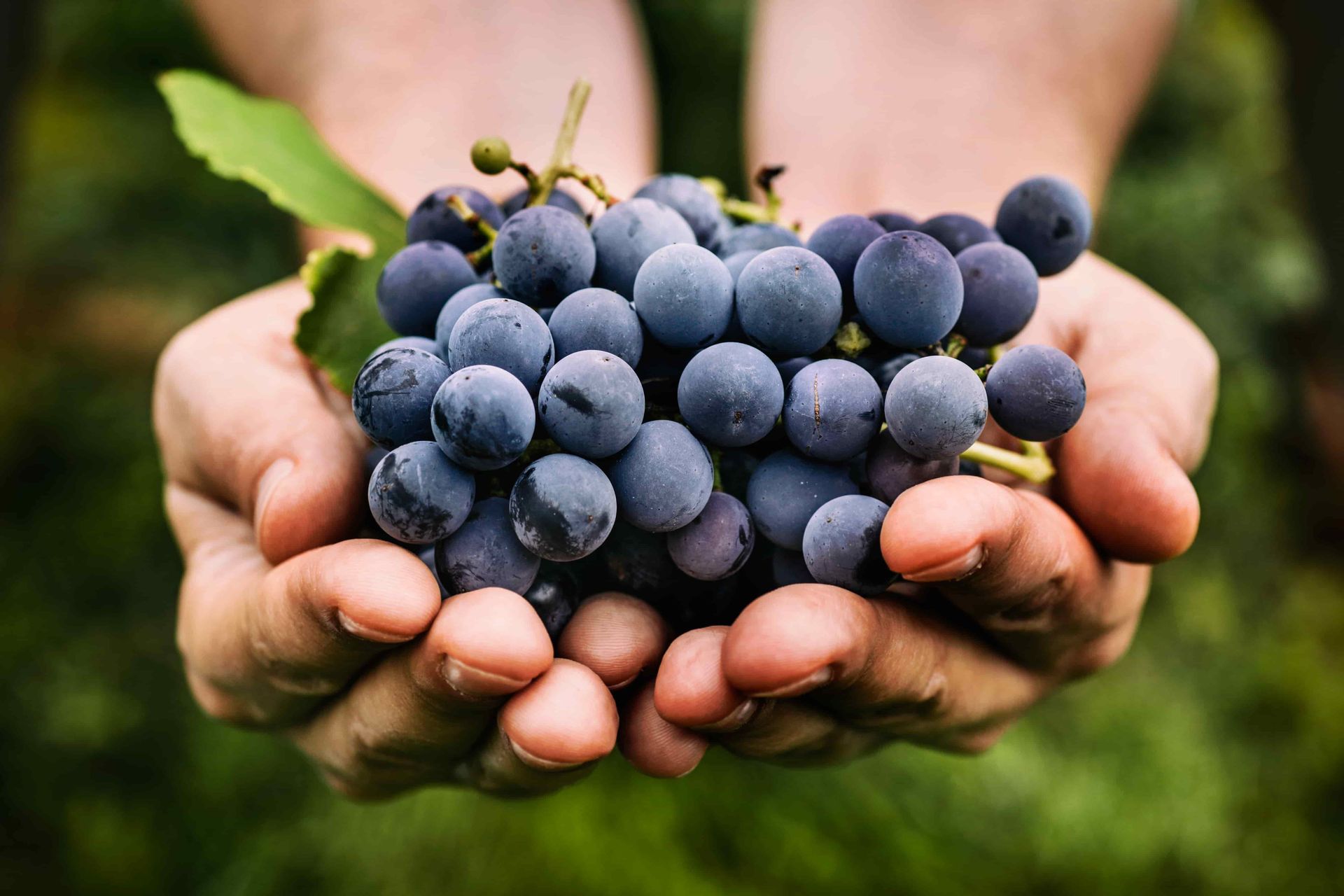 Resveratrol aus Weintrauben