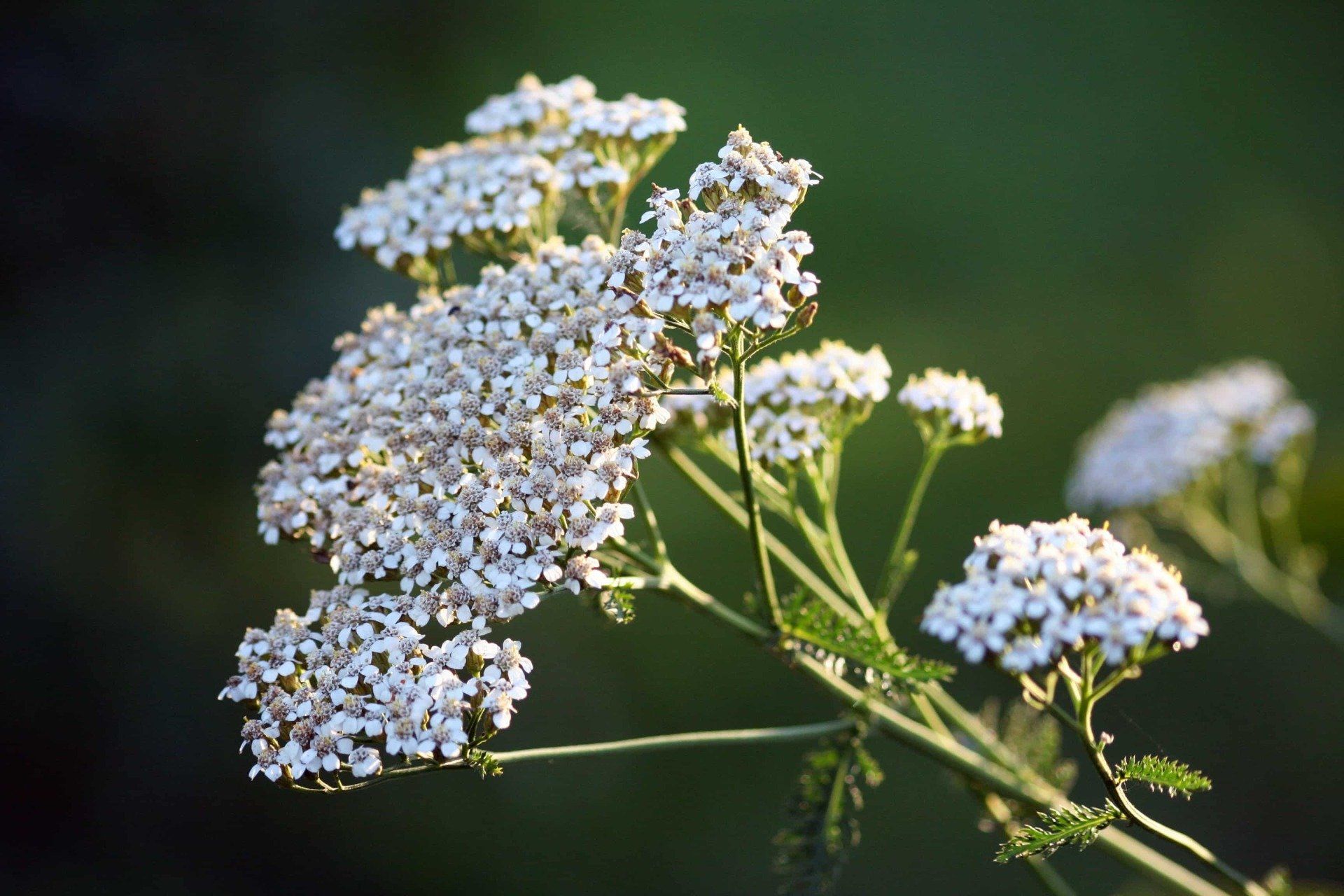 doc nature's GESUNDHEIT