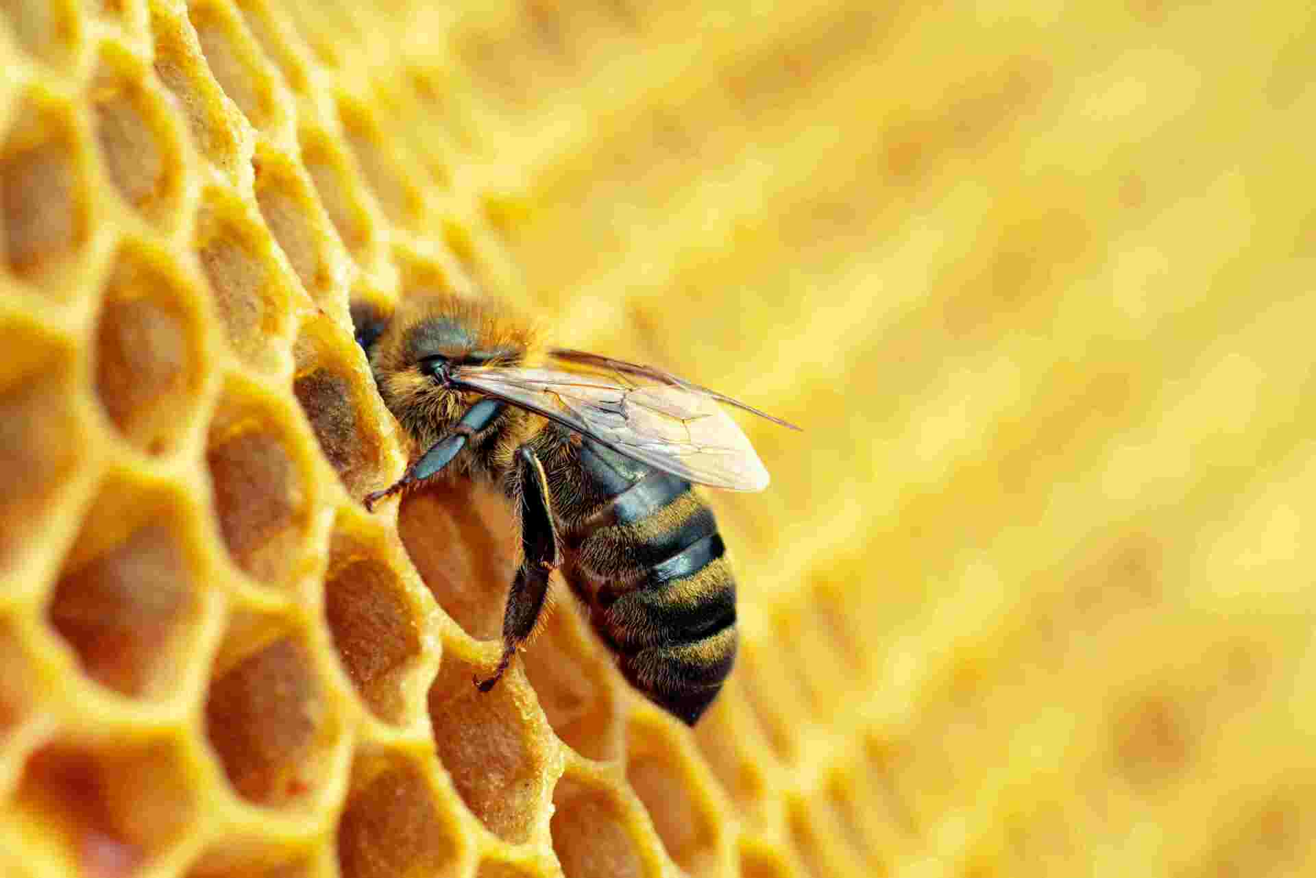 Biene auf Honigwabe