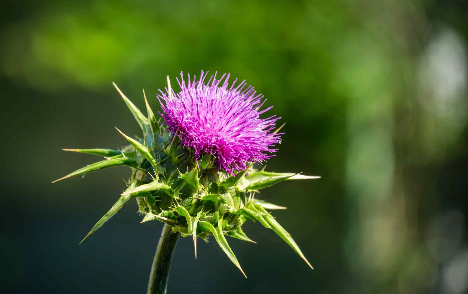 Mariendistel