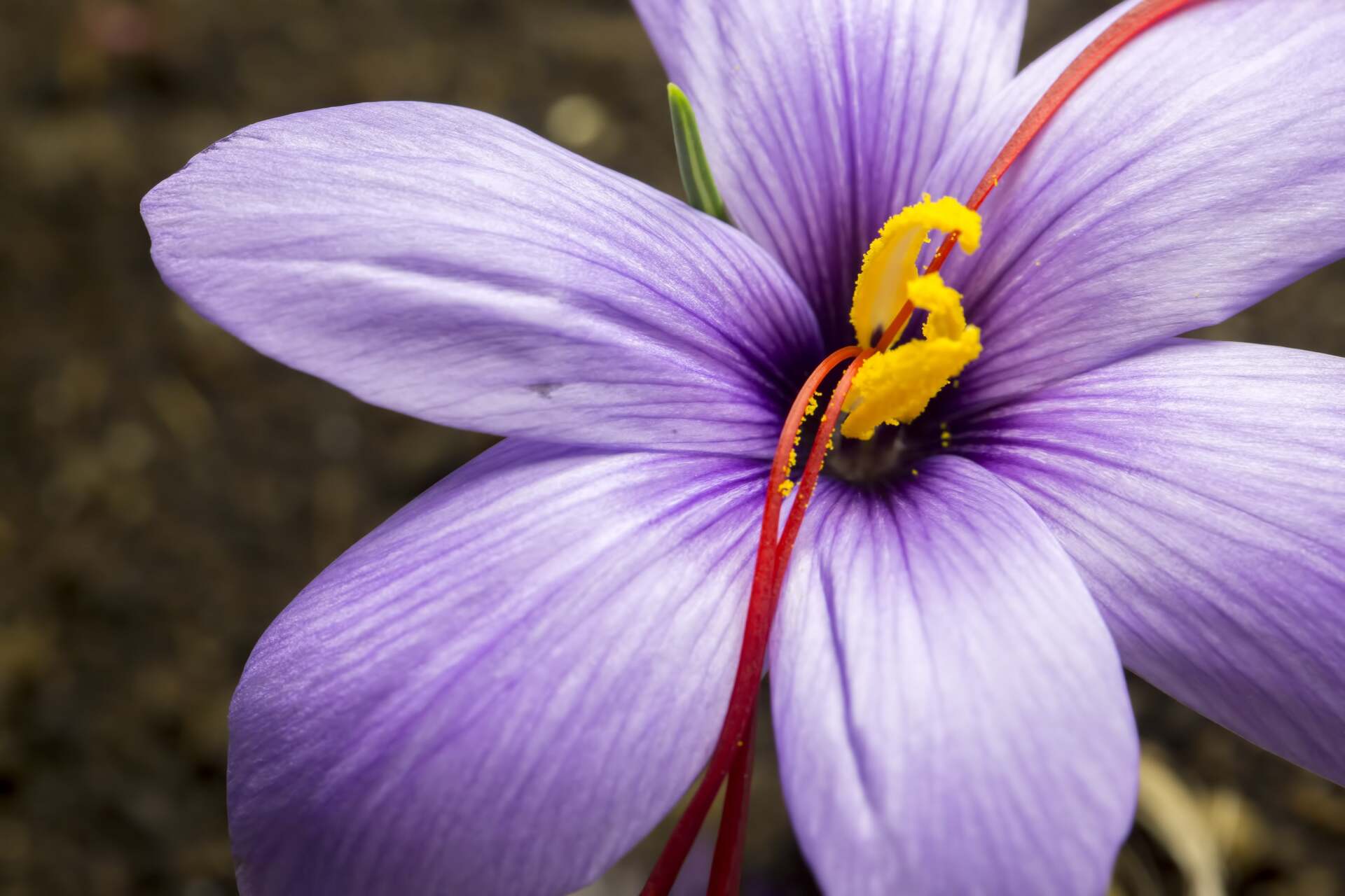 safran blüte