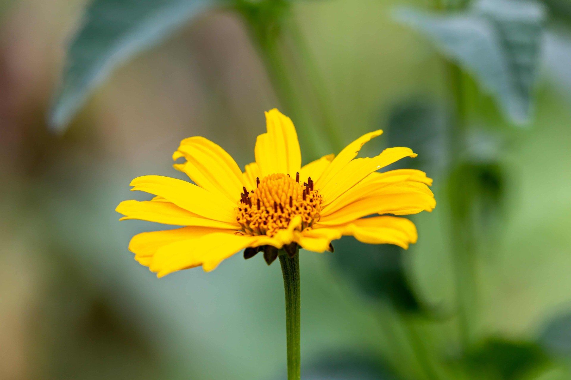 arnika blüte