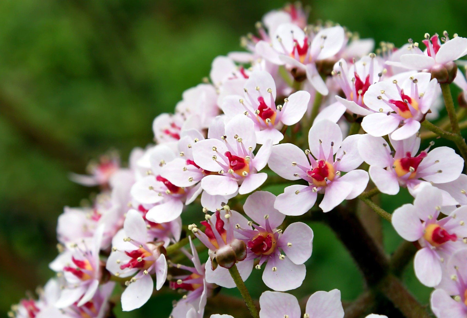 manuka blüten
