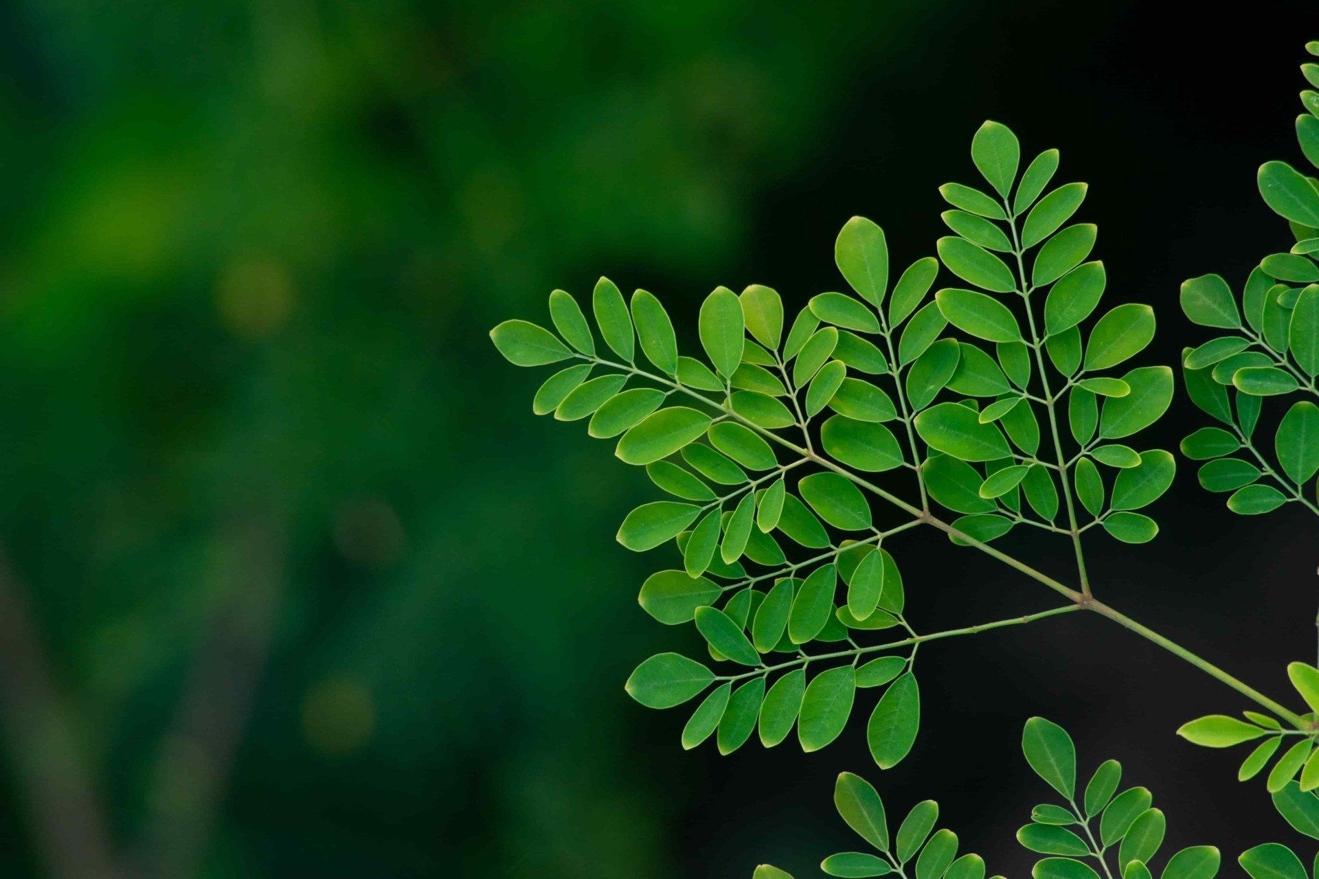 moringa blätter