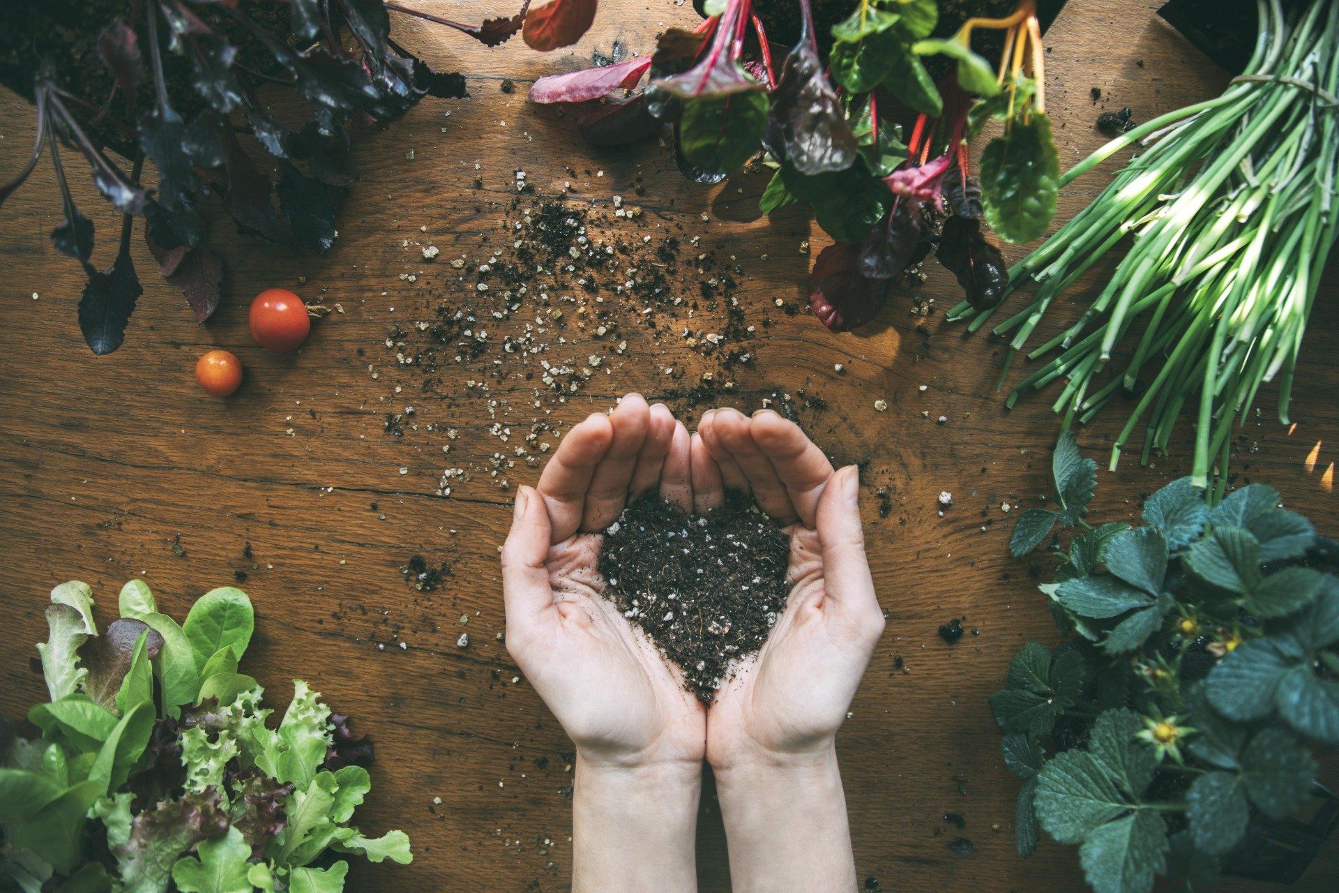 Herz aus Samen in zwei Händen, umgeben von Gemüse