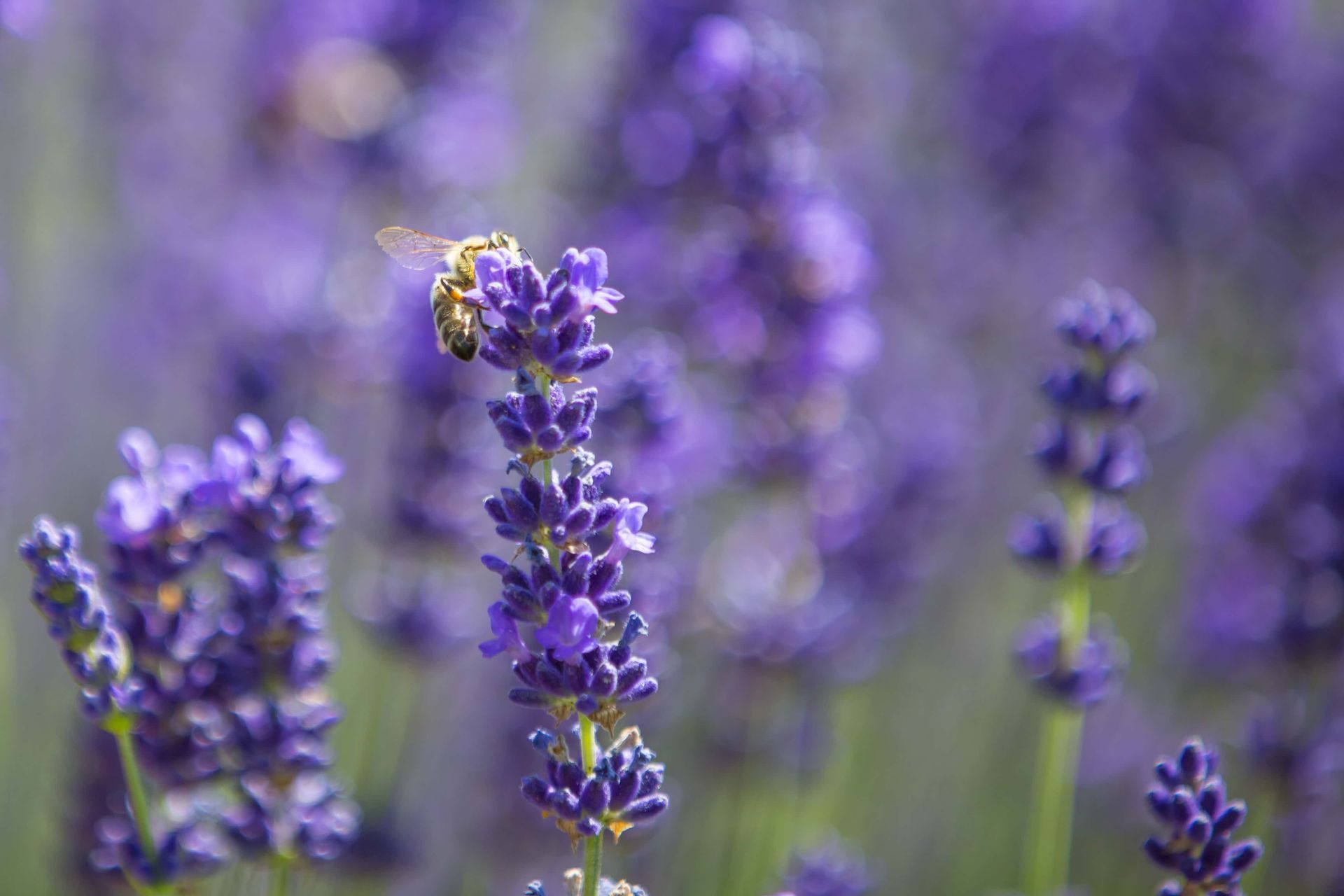 lavendel