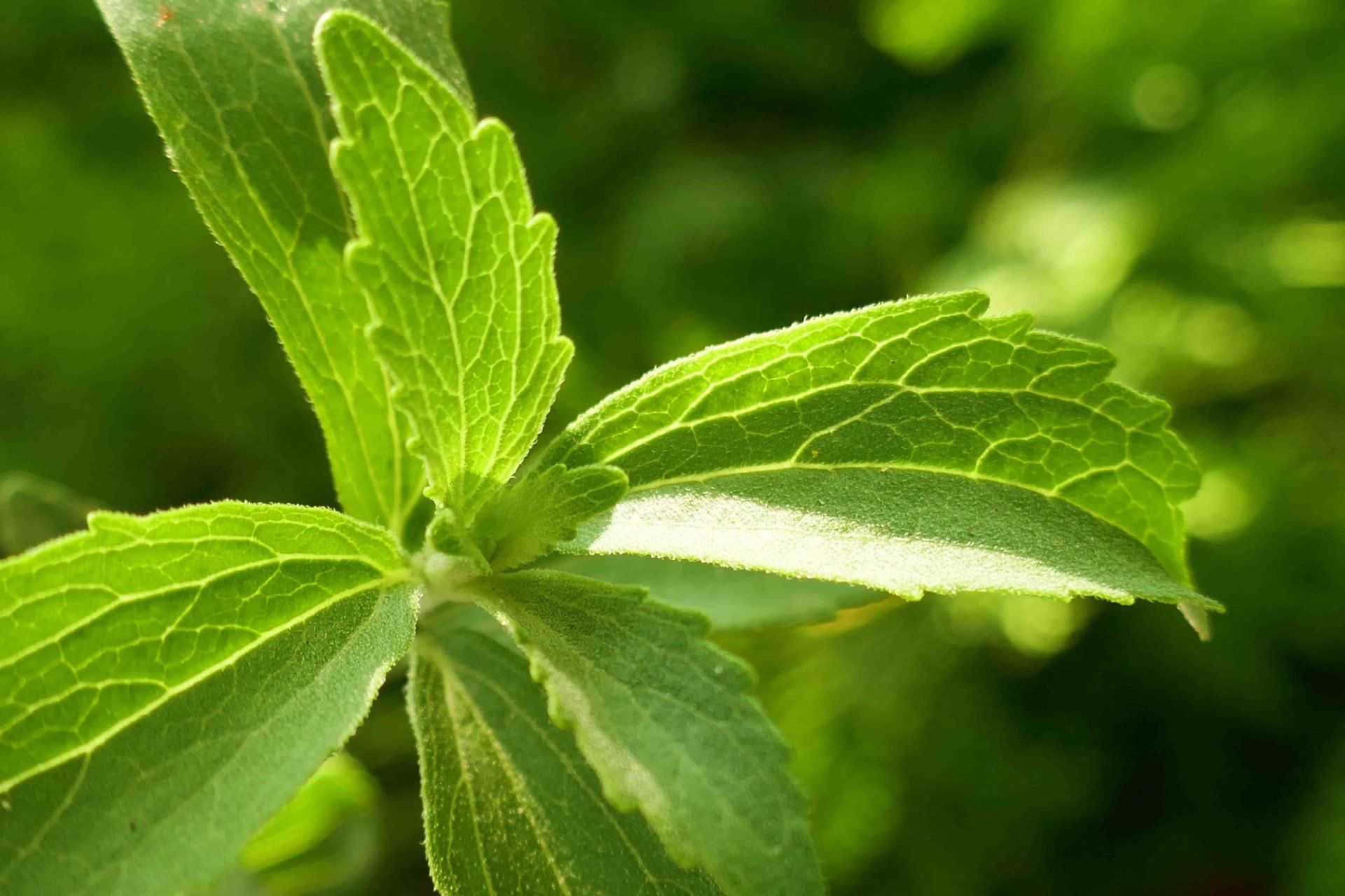 stevia pflanze