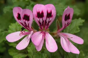 Pimpinella Anisum L.