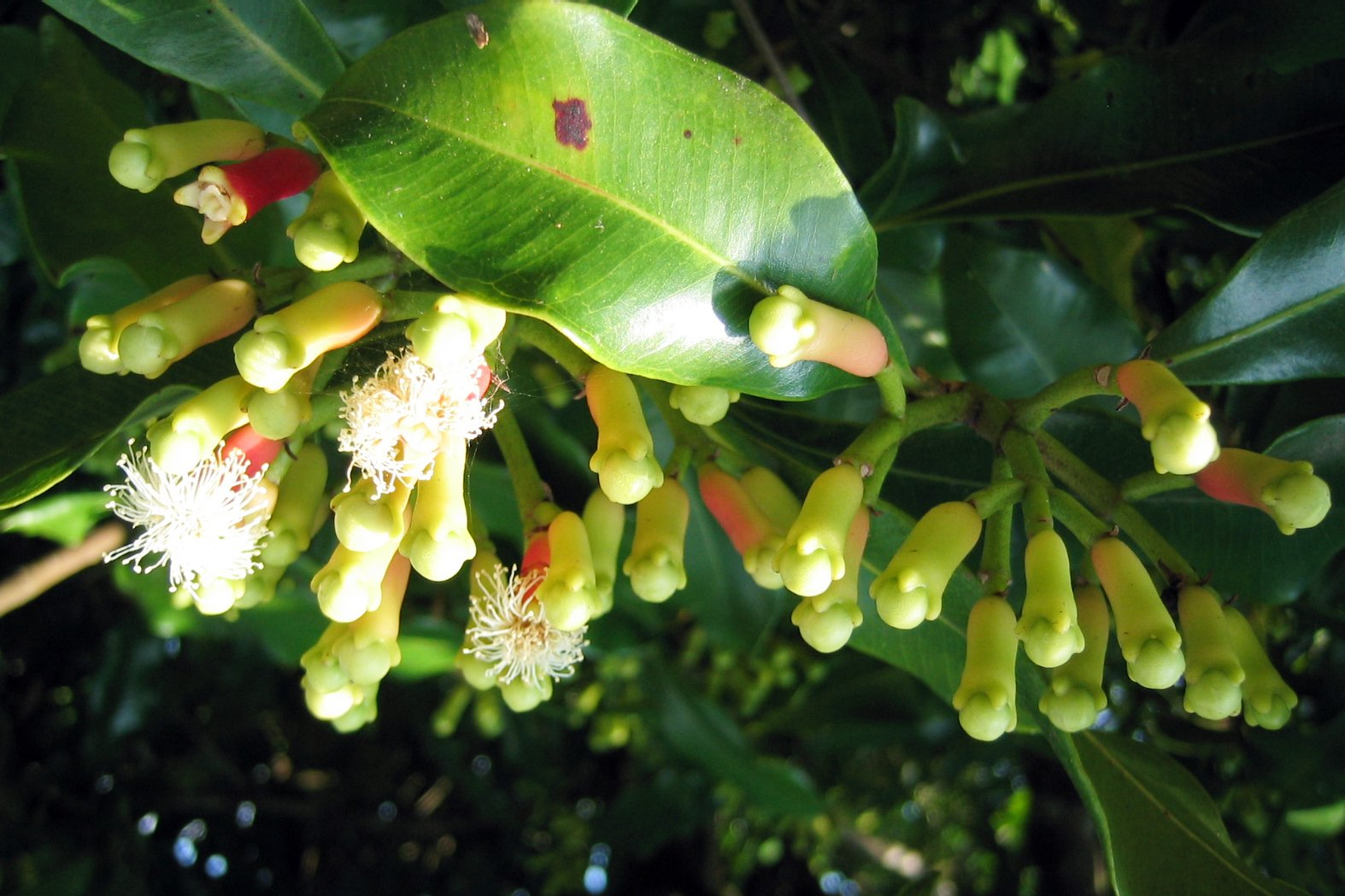 Pimpinella Anisum L.