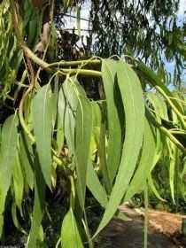 Pimpinella Anisum L.