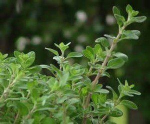 Pimpinella Anisum L.