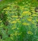 Pimpinella Anisum L.