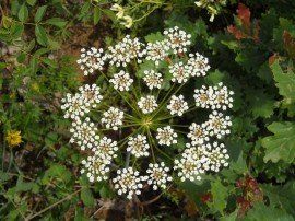 Pimpinella Anisum L.