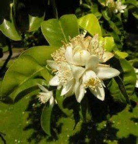 Pimpinella Anisum L.