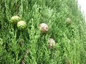 Pimpinella Anisum L.