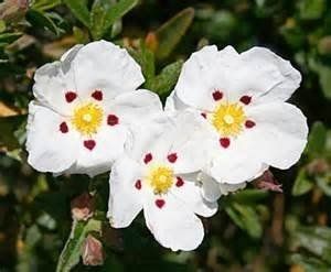 Pimpinella Anisum L.