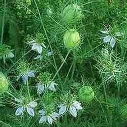 Pimpinella Anisum L.