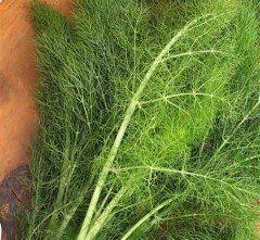 Pimpinella Anisum L.