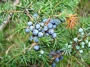 Pimpinella Anisum L.