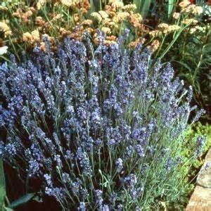 Pimpinella Anisum L.