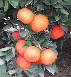 Pimpinella Anisum L.