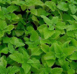 Pimpinella Anisum L.