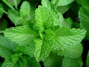 Pimpinella Anisum L.