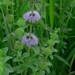 Pimpinella Anisum L.
