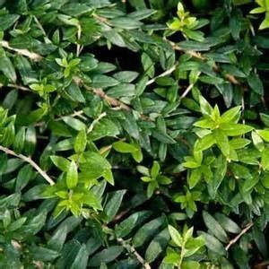 Pimpinella Anisum L.