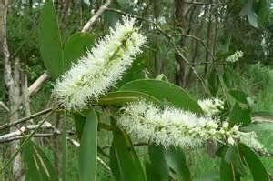 Pimpinella Anisum L.