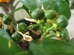 Pimpinella Anisum L.