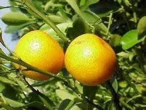 Pimpinella Anisum L.