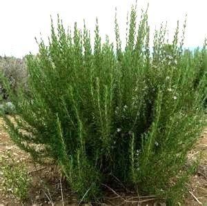 Pimpinella Anisum L.