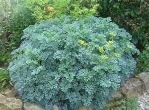 Pimpinella Anisum L.