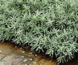 Pimpinella Anisum L.