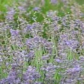 Pimpinella Anisum L.